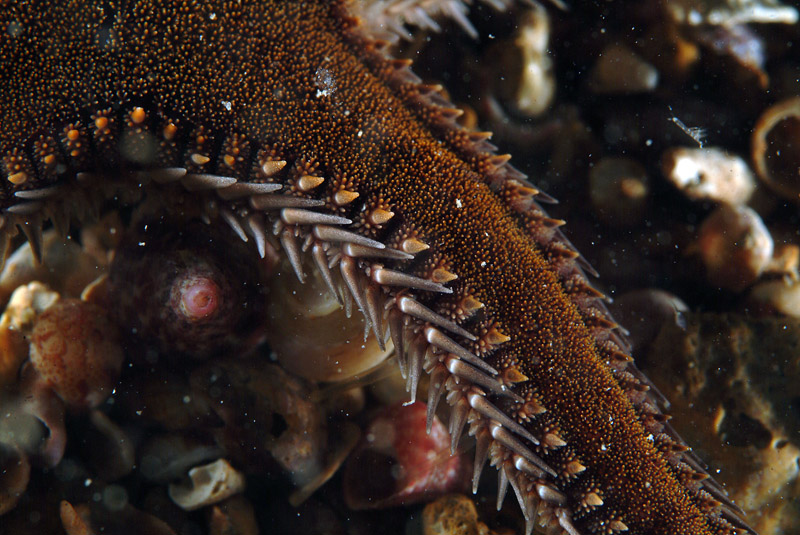 Astropecten spinulosus (Philippi, 1837)
